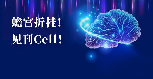 Cell项目文章 | 中国科学家解码人脑多区域时空发育奥秘！