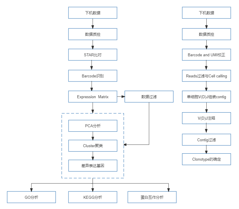 34、10x Genomics单细胞免疫组库测序.png