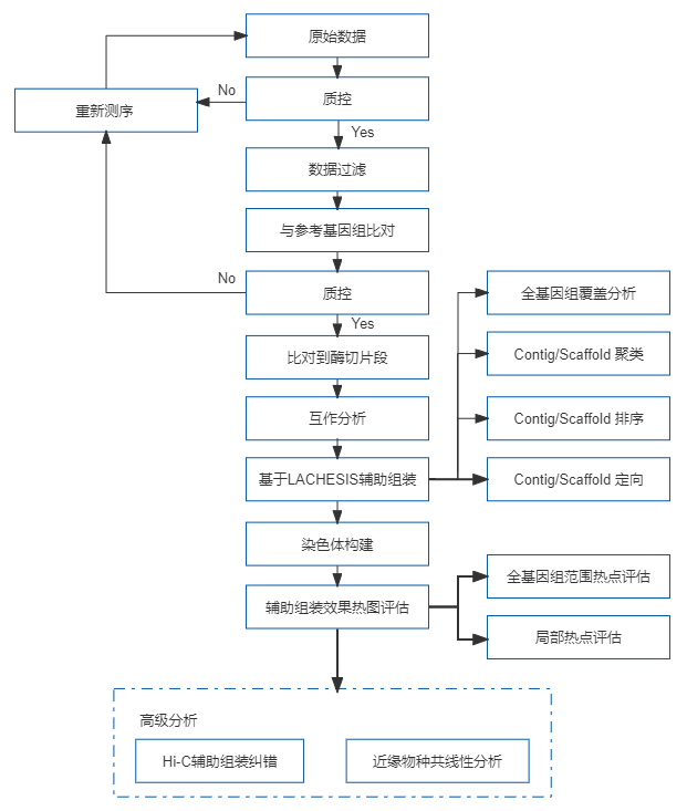 9、Hi-C辅助组装.png