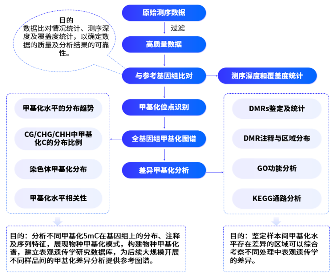 全基因组甲基化.png